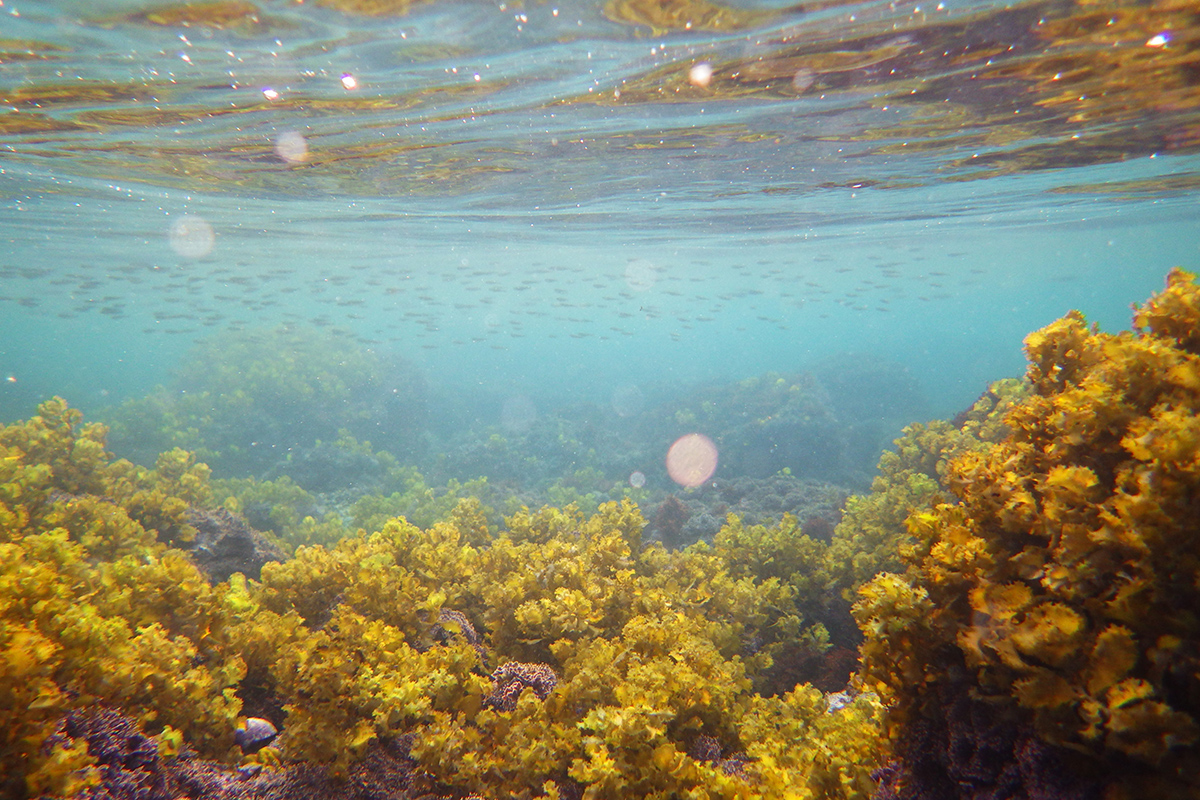 海大與富邦人壽攜手倡議人海關係促進海洋保育，透過海藻生態活動推廣藍碳議題