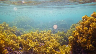 海大與富邦人壽啟動產學合作 強化人海關係促進海洋生態保育圖片